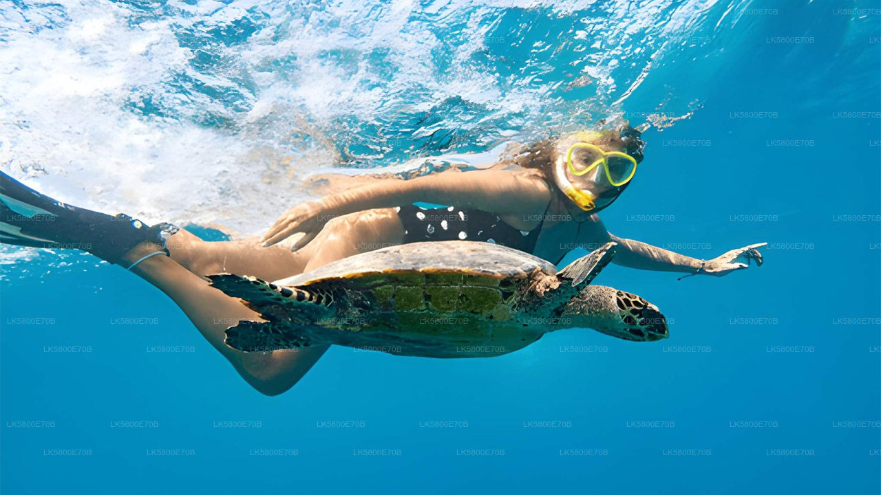Snorkelen met zeeschildpadden vanaf Pigeon Island.