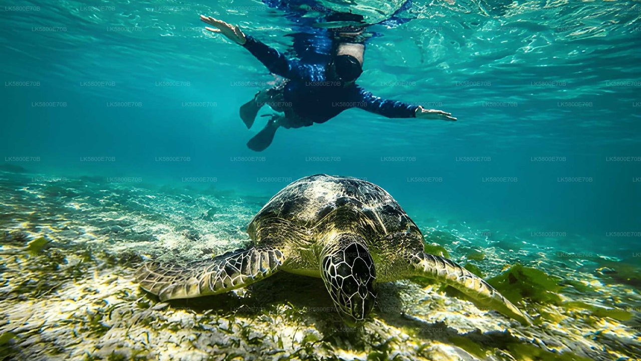Snorkelen met zeeschildpadden vanuit Hikkaduwa