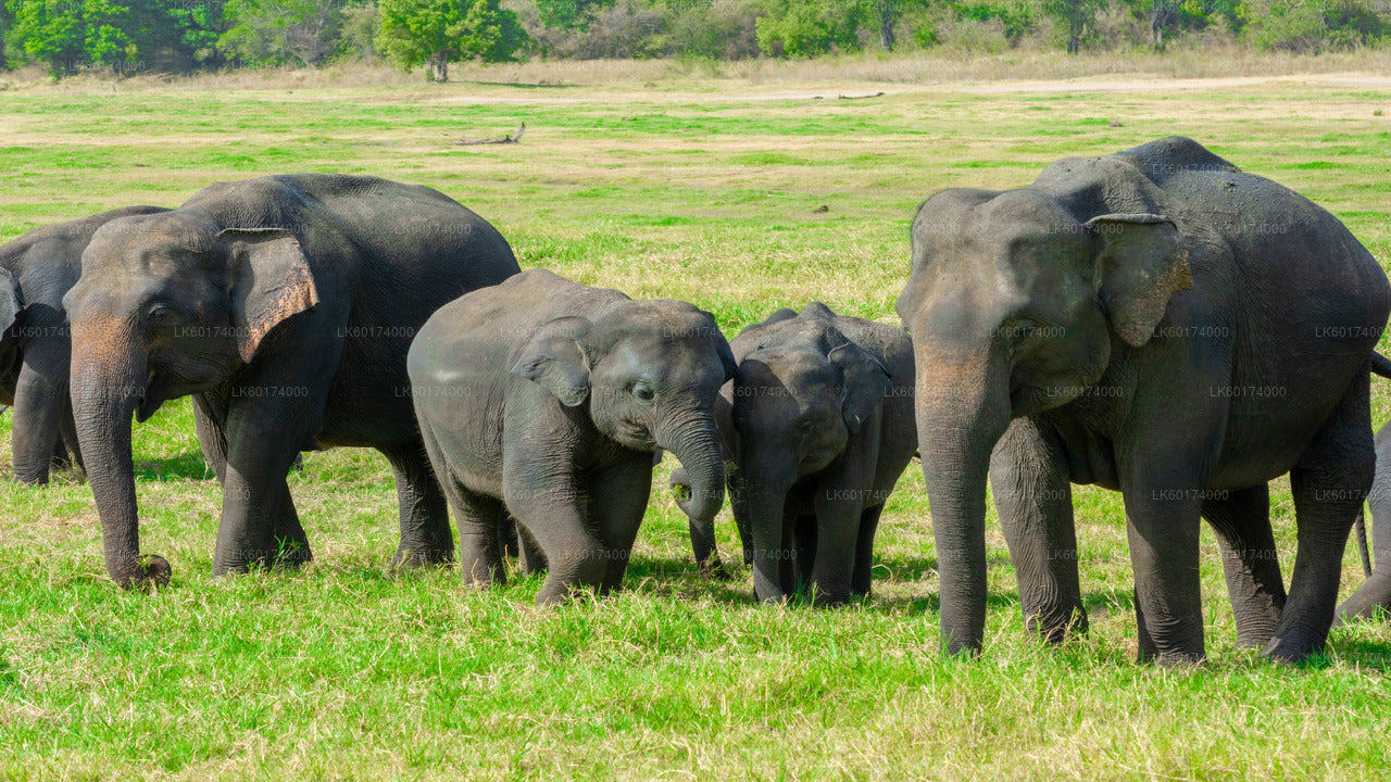 Safari in het nationale park Minneriya vanuit Kitulgala