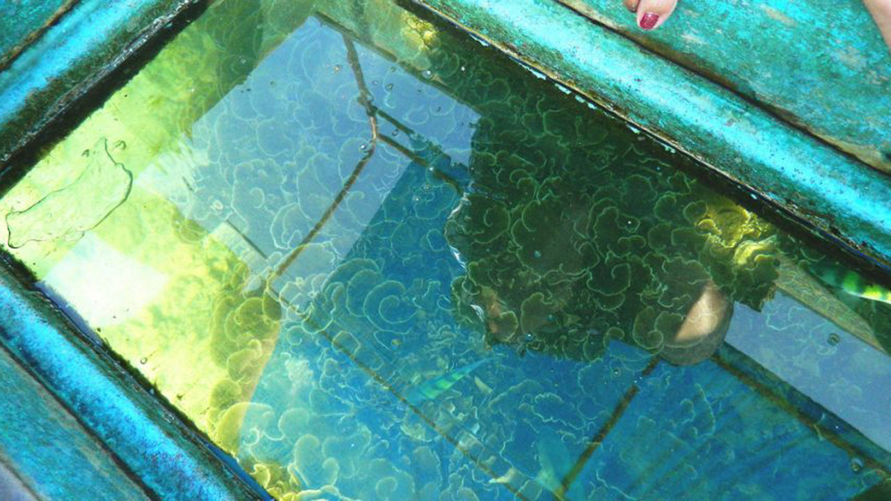 Glass Bottom Boat Ride from pasikuda