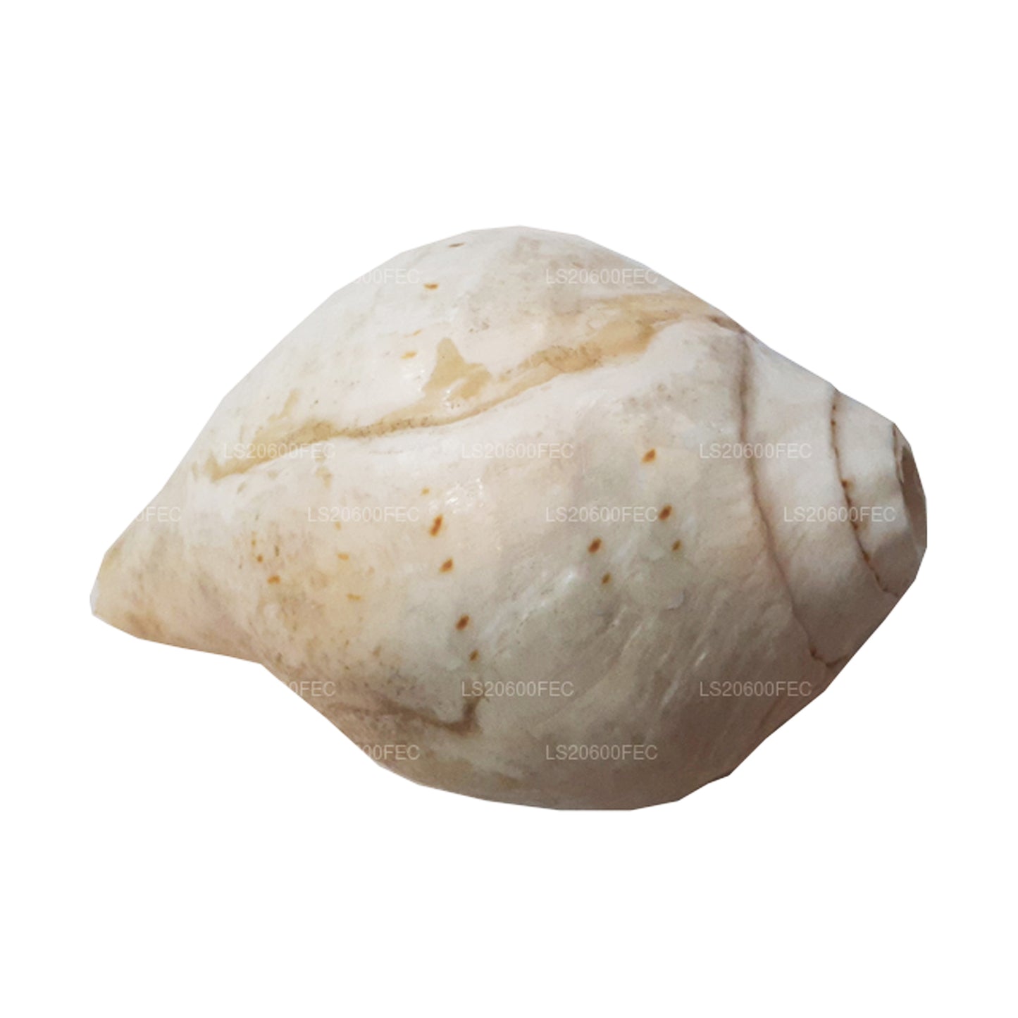 Lakpura Sri Lankaanse Hakgediya