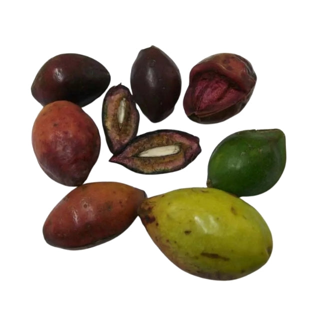Lakpura® Terminalia Catappa Levensvatbare (Kottamba) Zaden
