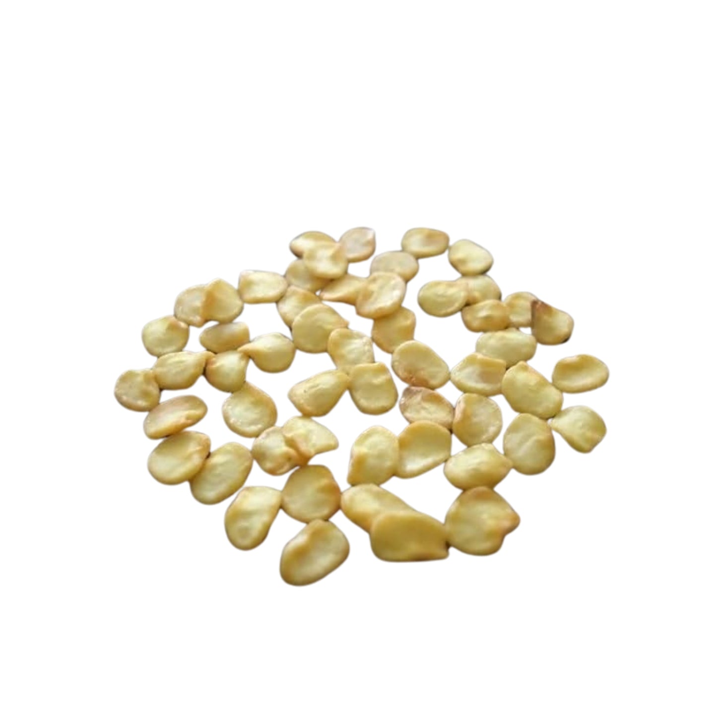 Lakpura Scotch Bonnet Seeds