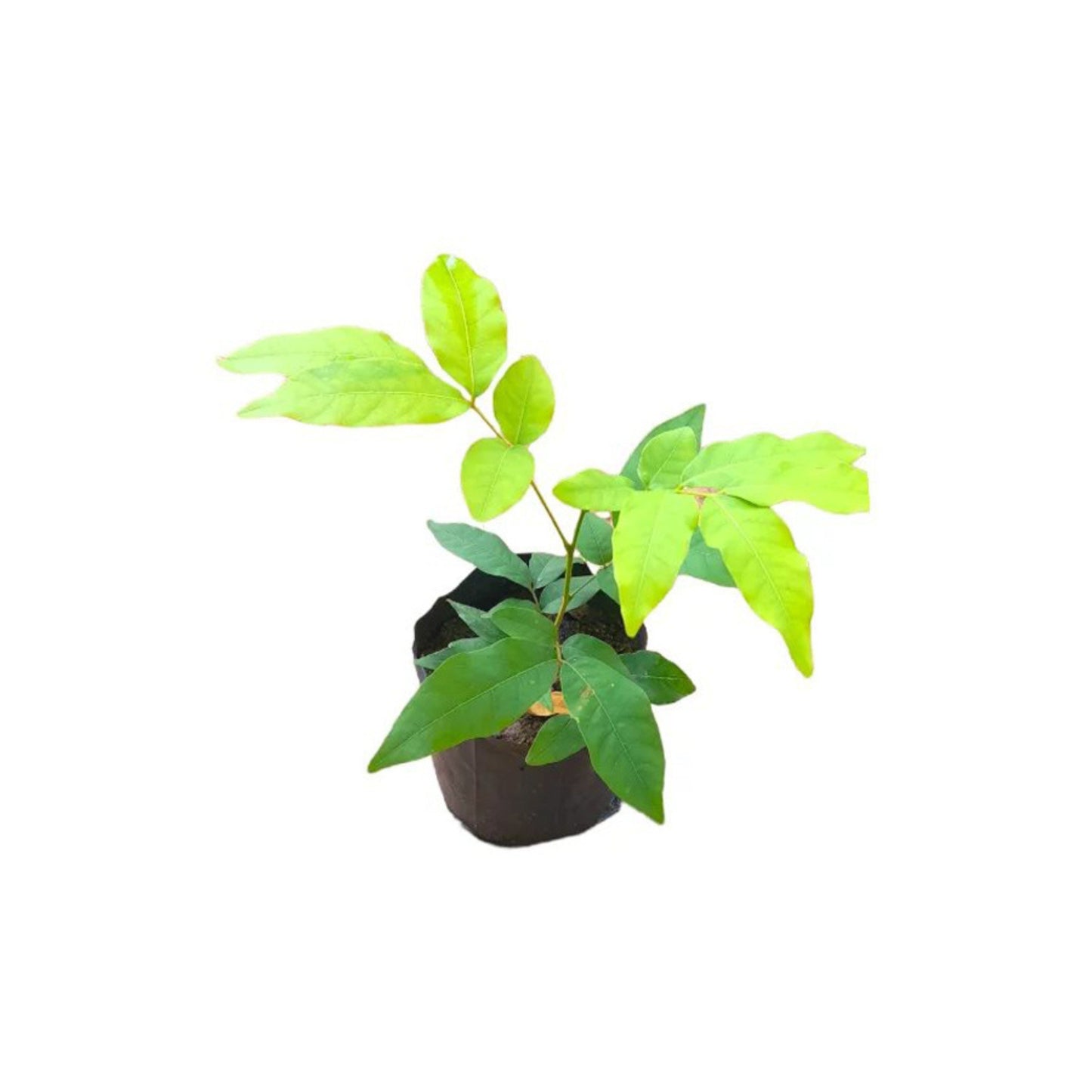 Lakpura® Soap Tree (Gas Penela) Plant