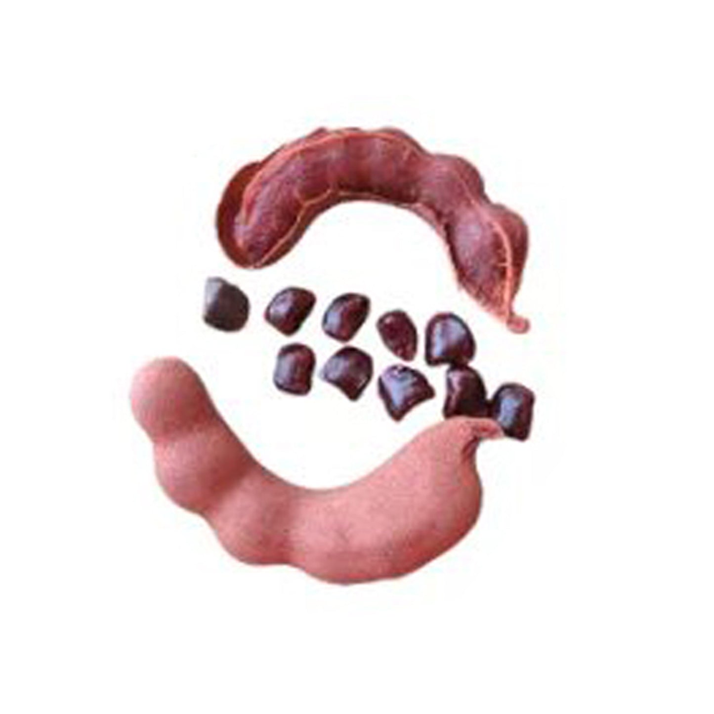 Lakpura zoete tamarinde-fruitplant