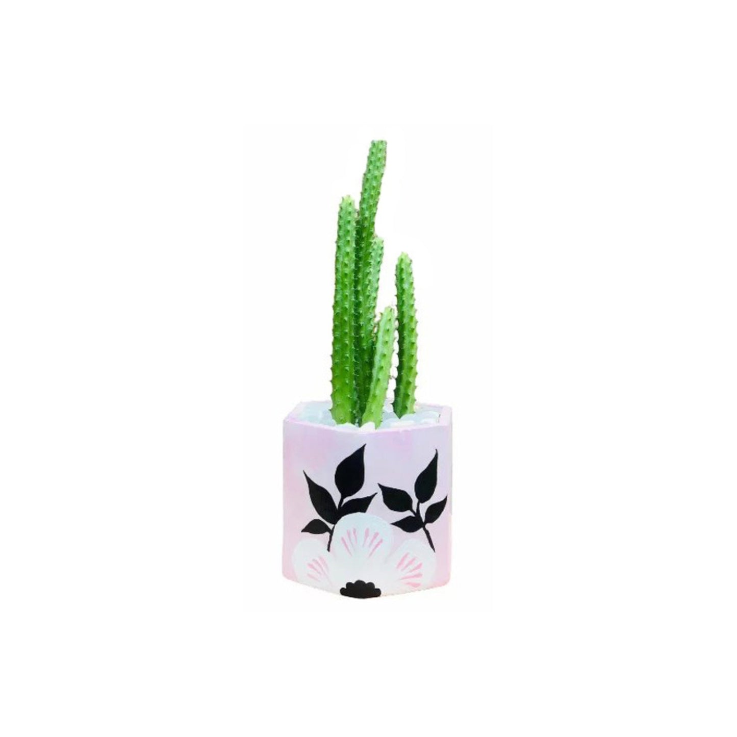 Lakpura® Cactus Plant