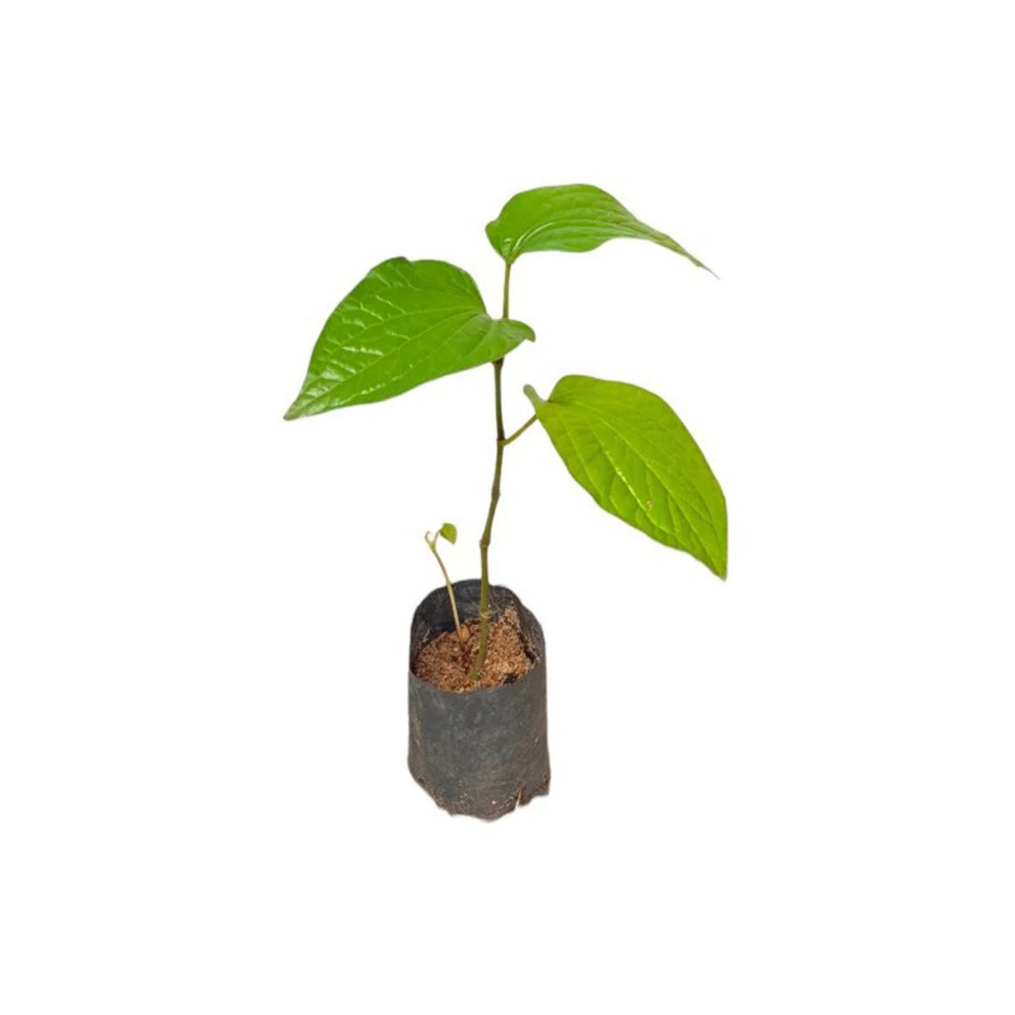 Lakpura® Mala Bulat Plant