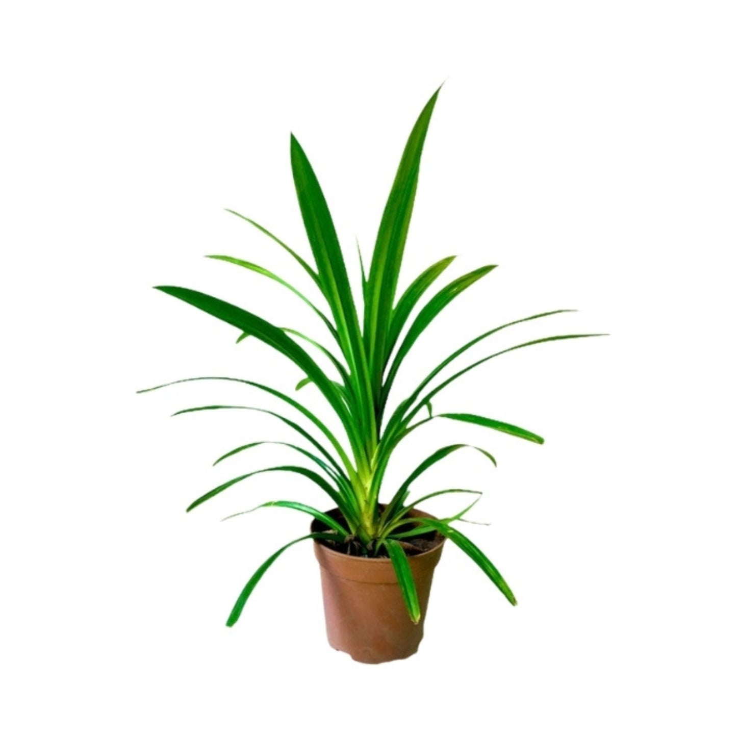 Lakpura® Pandanbladplanten