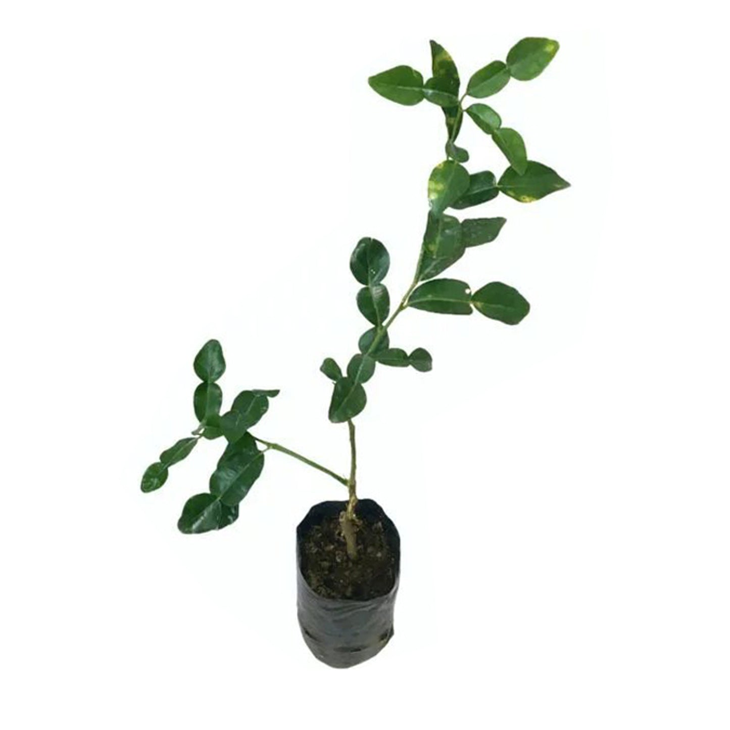 Kaffir Lime () Kruidenplanten