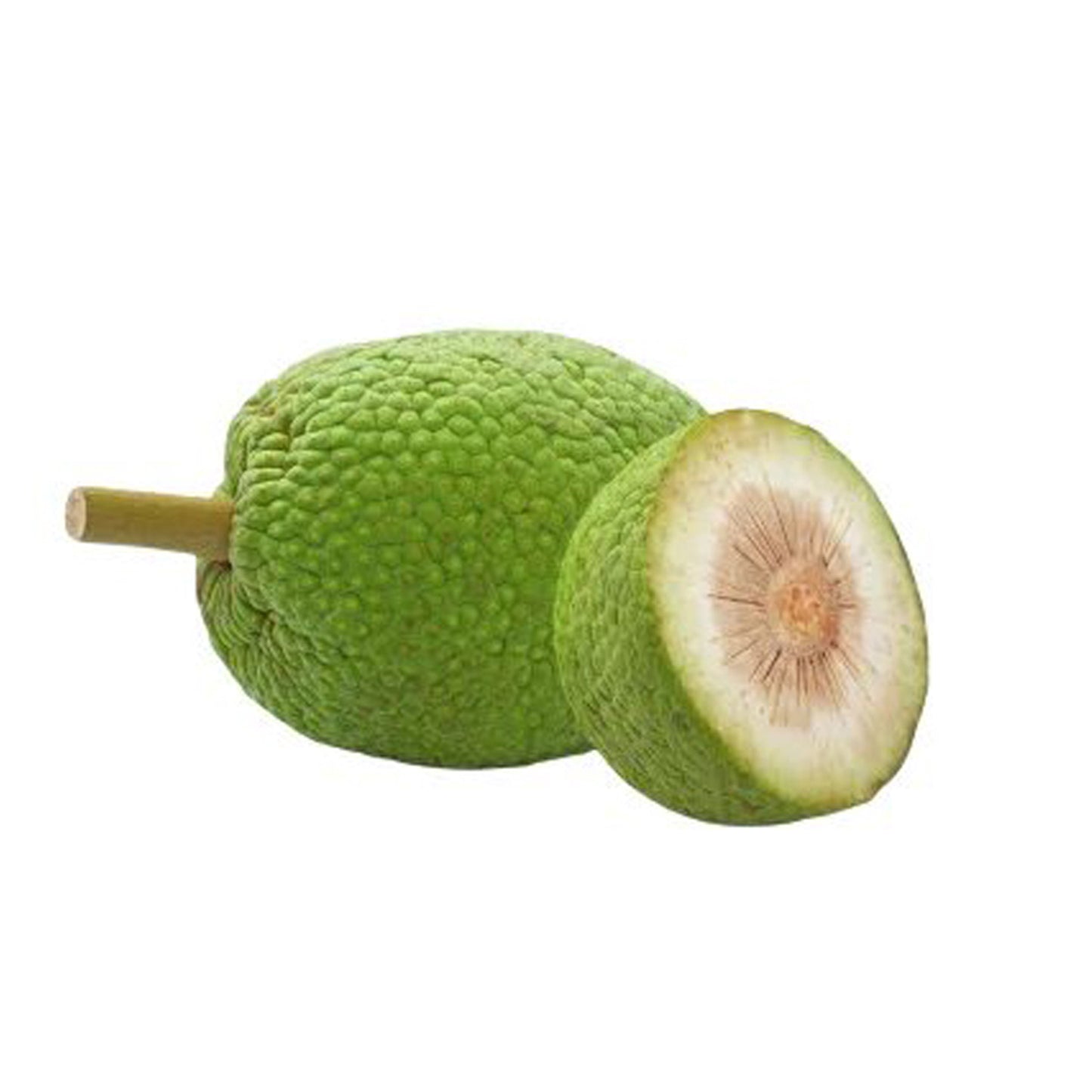 Lakpura Bread fruit Plant