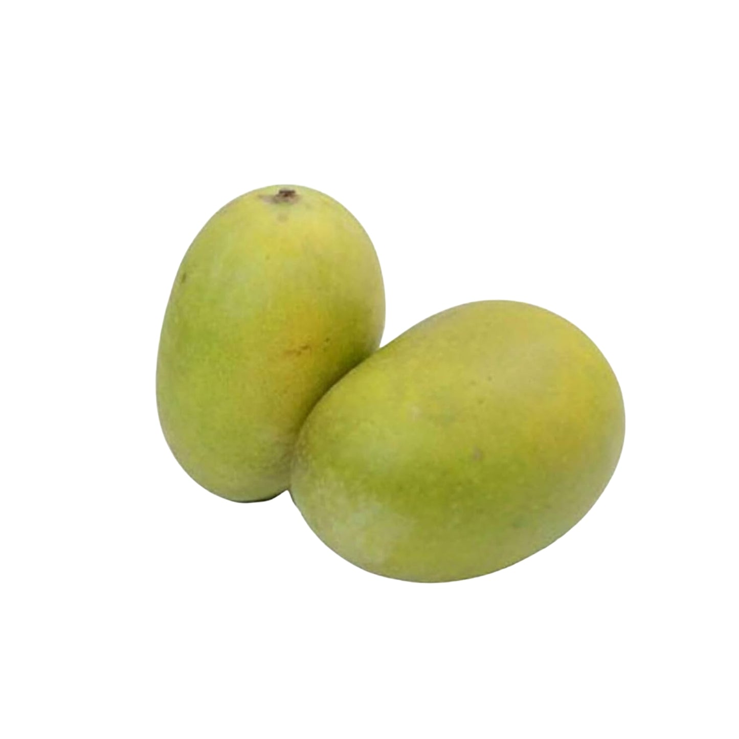 Met mango geënte plant met Lakpura® Dampara