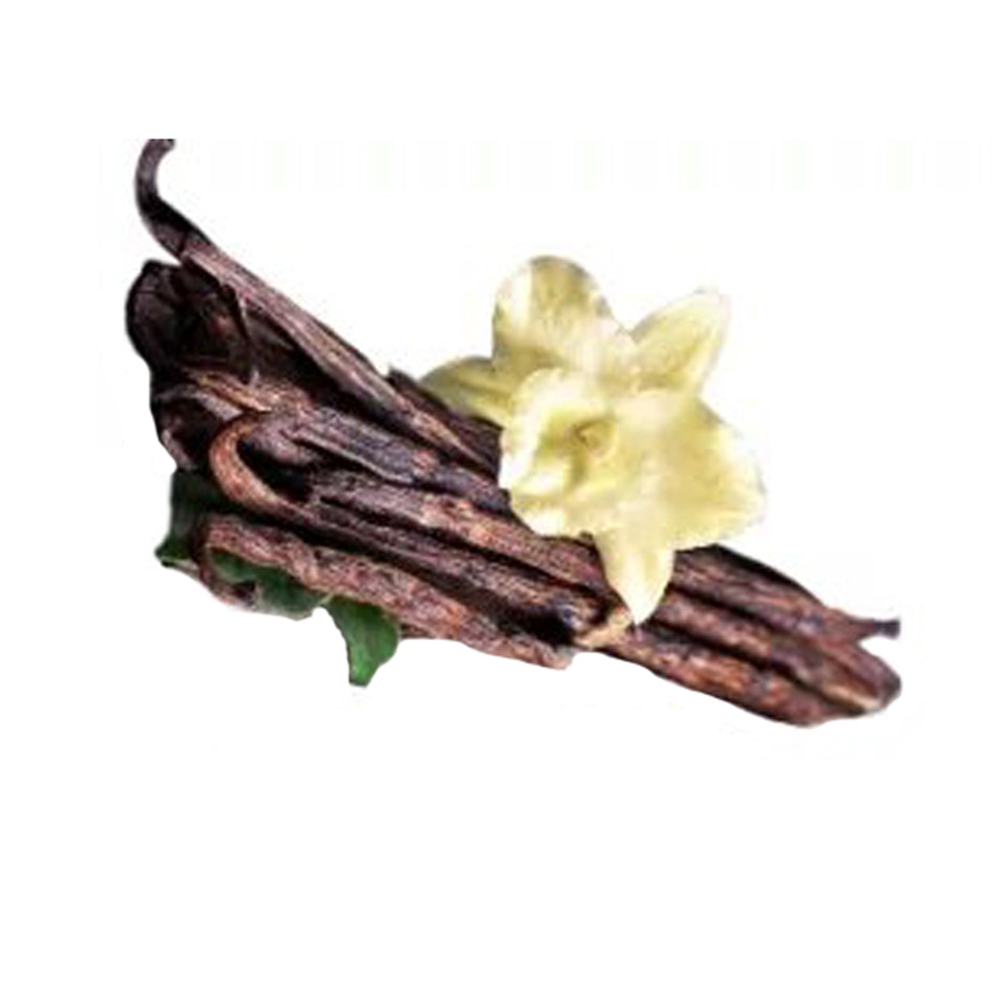 Vanille () Kruidenplanten