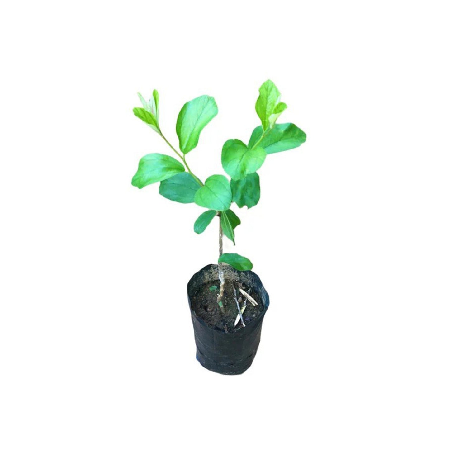 Lakpura® Thai Apple Masan Grafted Plant