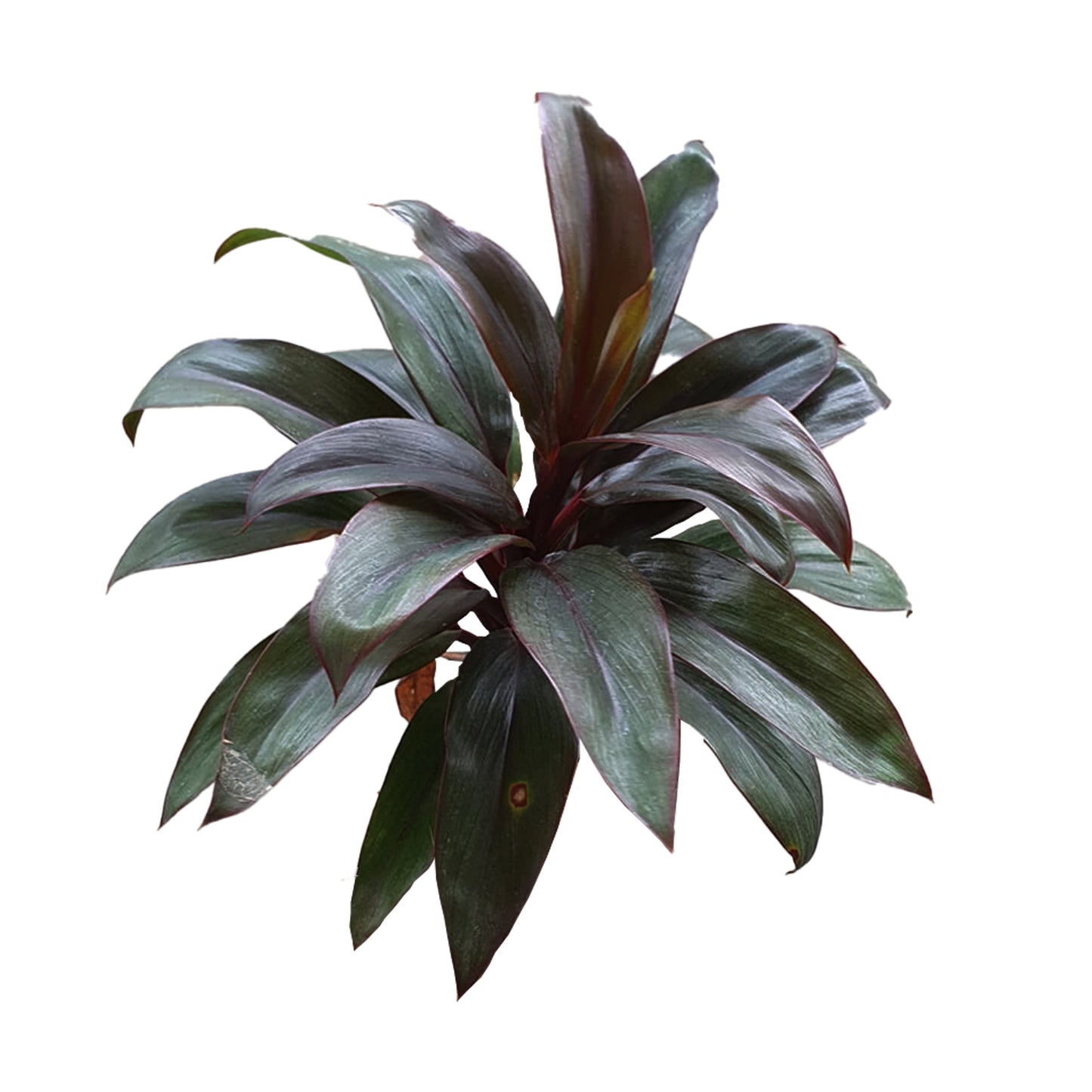 Lakpura® Dracaena paarse Compacta-bladeren - Medium