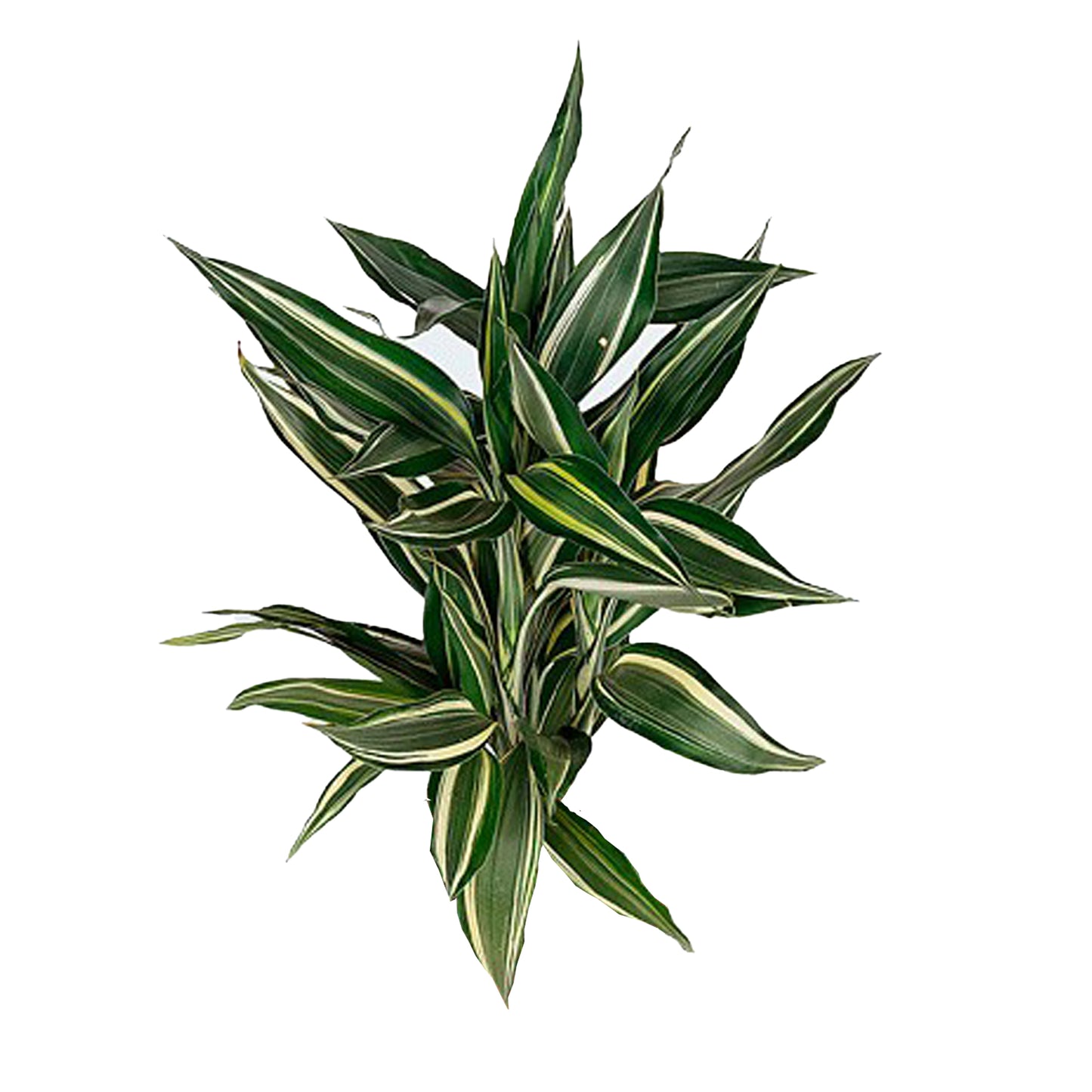 Lakpura Dracaena Sanderiana Victory (50 Bladeren) Middelgroot