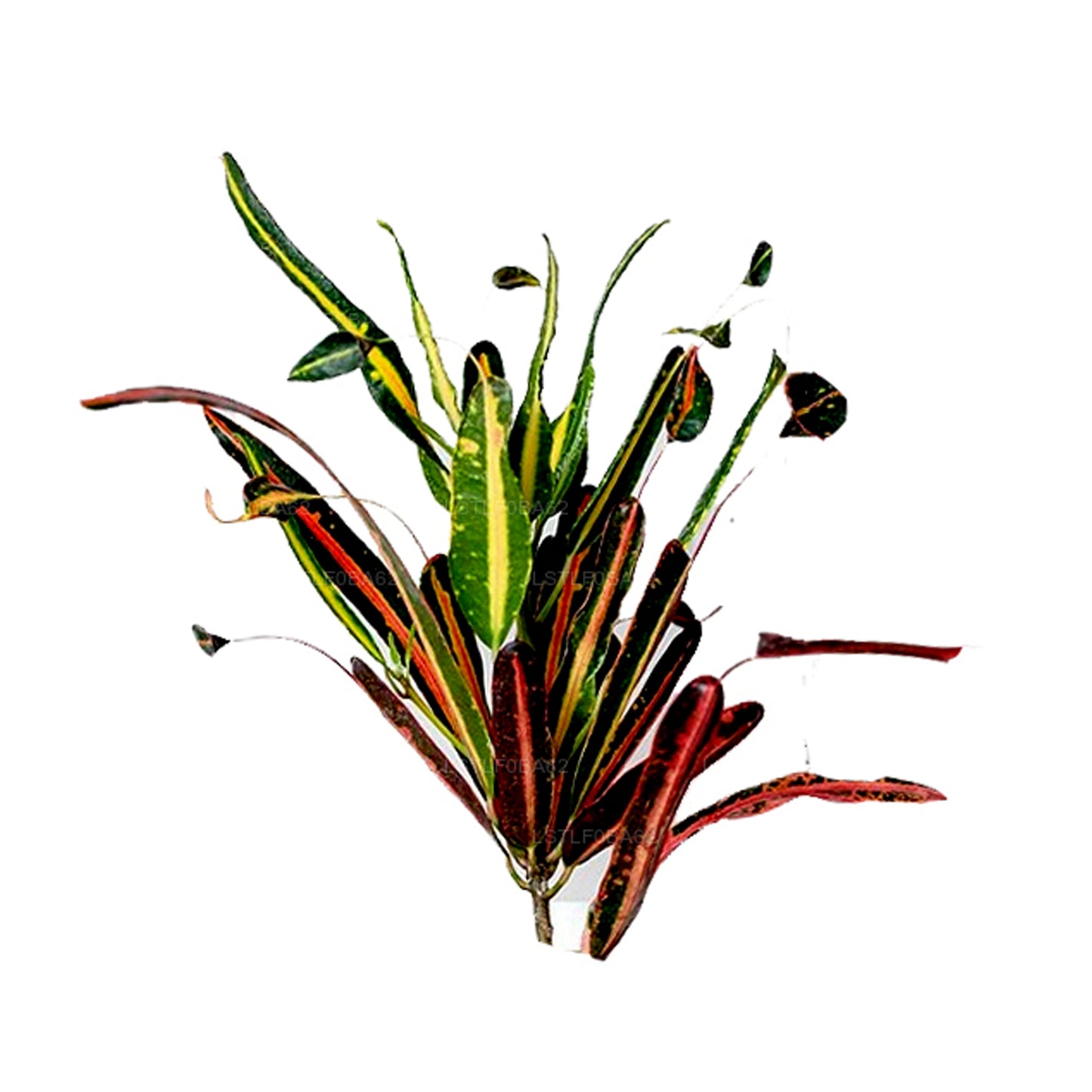 Lakpura® Mother and Daughter Croton Leaves