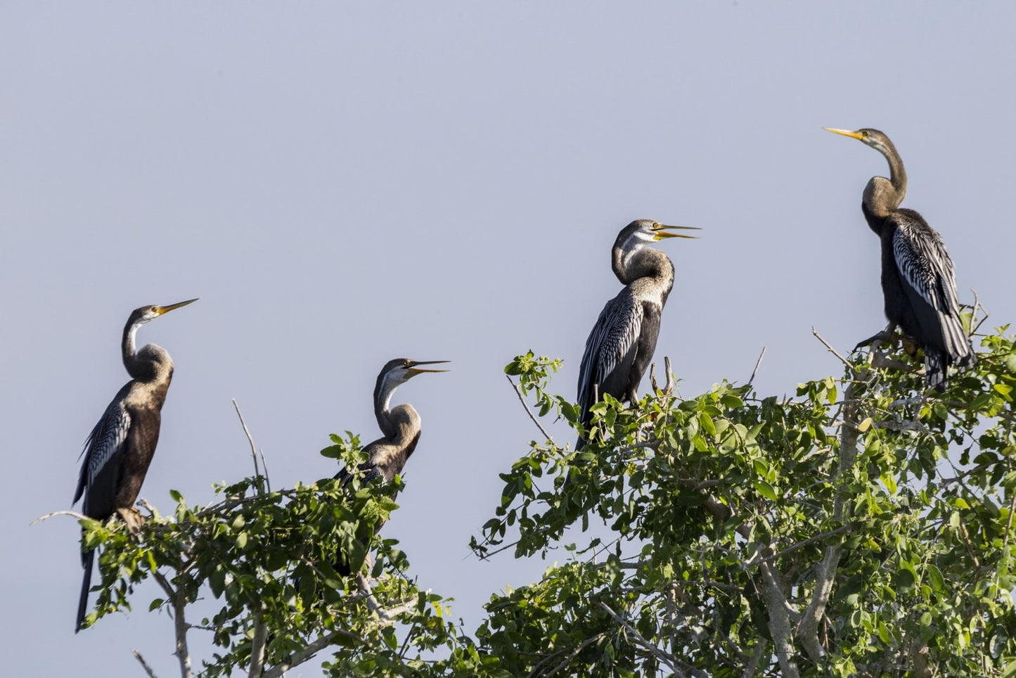 Wilde wonderen en verborgen tempels vanuit Hikkaduwa (2 dagen)
