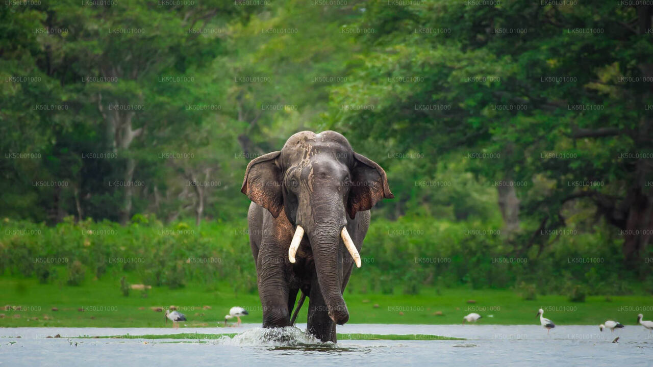 ALT text: Elephant with long tusks walking through shallow water, surrounded by lush green forest in the background.