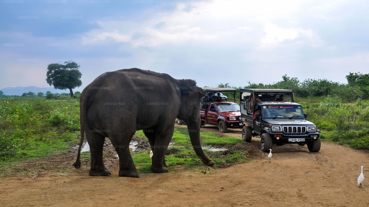 Udawalawe National Park Safari vanuit Kosgoda