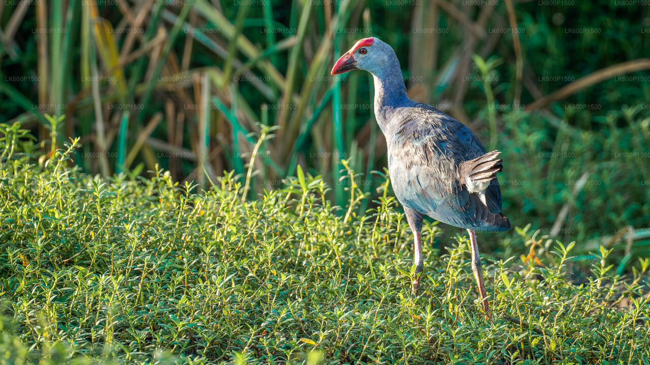 Bundala National Park Safari vanuit Galle