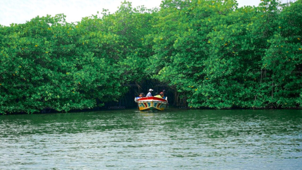 Hoogtepunten van de zuidkust en riviersafari vanuit Balapitiya