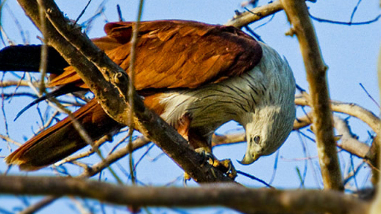 Toegangskaartje voor Nationaal Park Minneriya