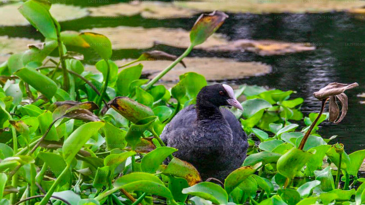 Vogels kijken in Anawilundawa Sanctuary vanuit Kalpitiya