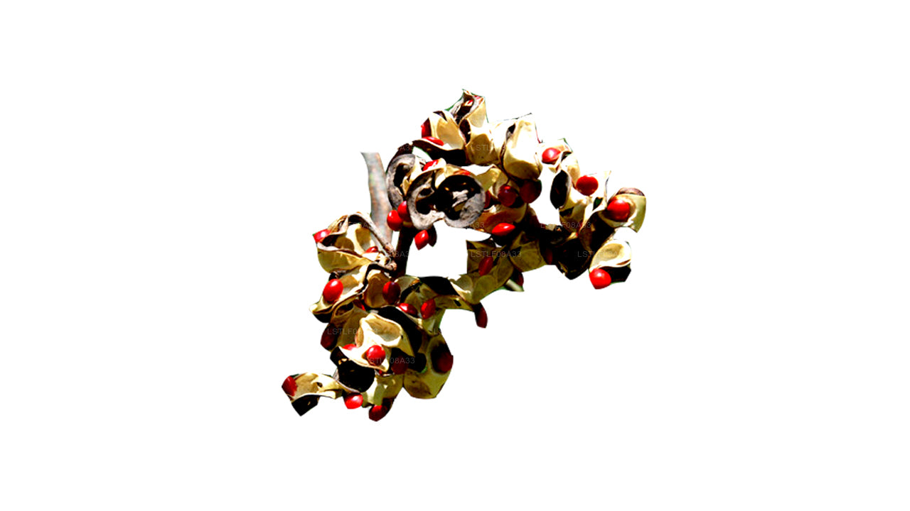 Lakpura Madatiya-zaden (rode zaden, decoratieve zaden) 250 zaden