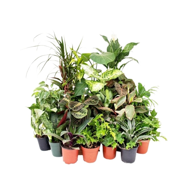 Plants