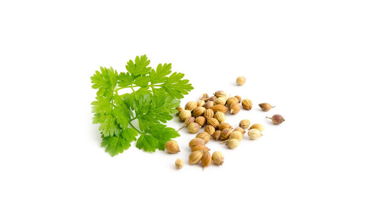 Coriander Products