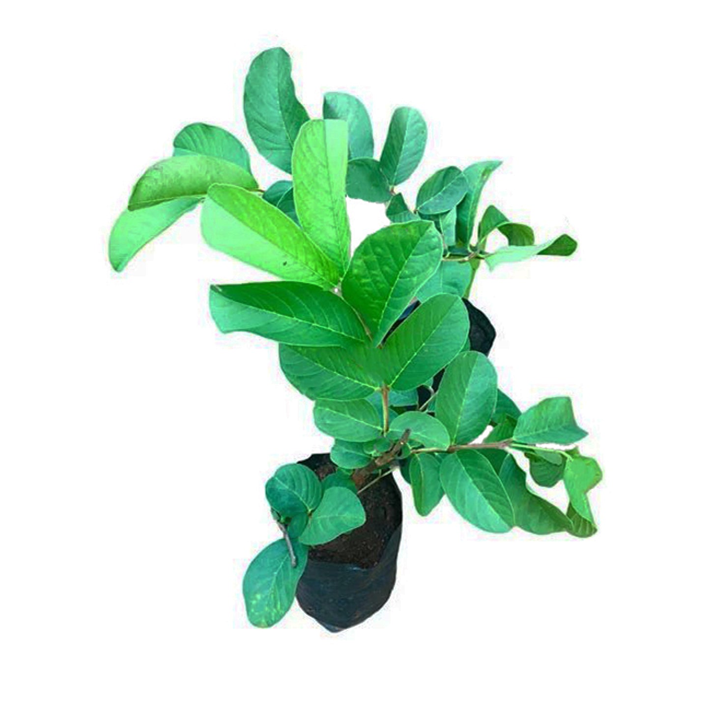 Lakpura Kilo Guave Fruitplant