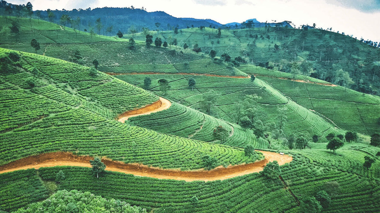 Hoogtepunten van Sri Lanka per trein (12)