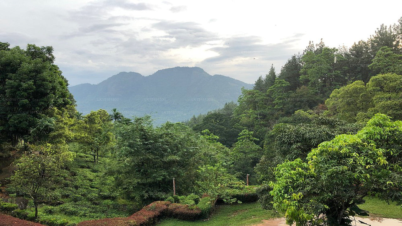 Forest Edge, Kitulgala