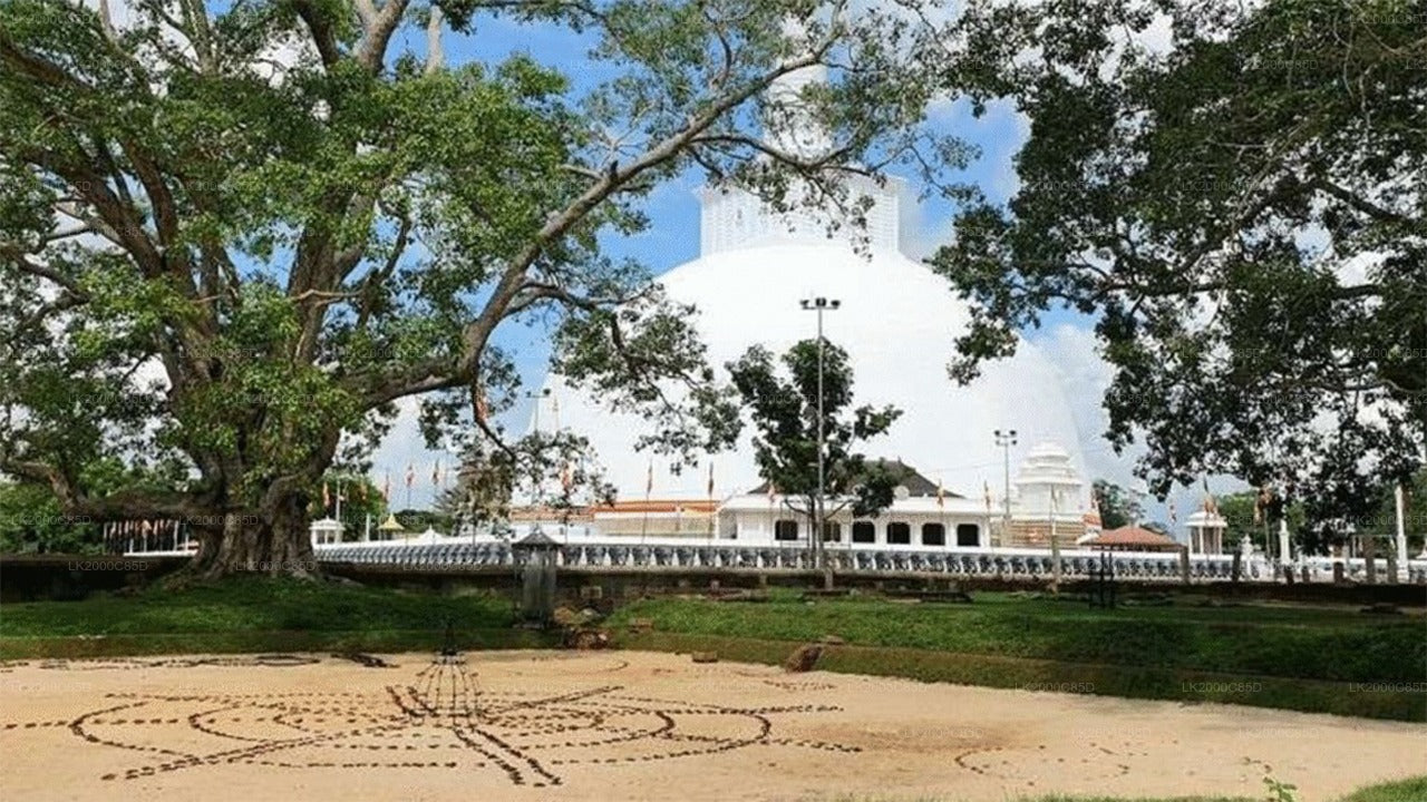 Begeleide rondleiding door het heilige gebied van Anuradhapura inclusief toegangskaarten