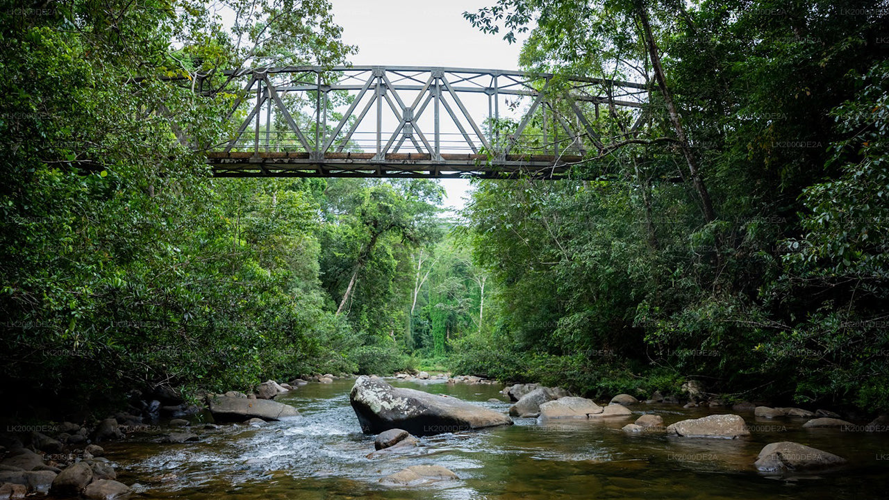 Begeleide rondleiding door het Sinharaja-bosreservaat inclusief toegangskaarten.