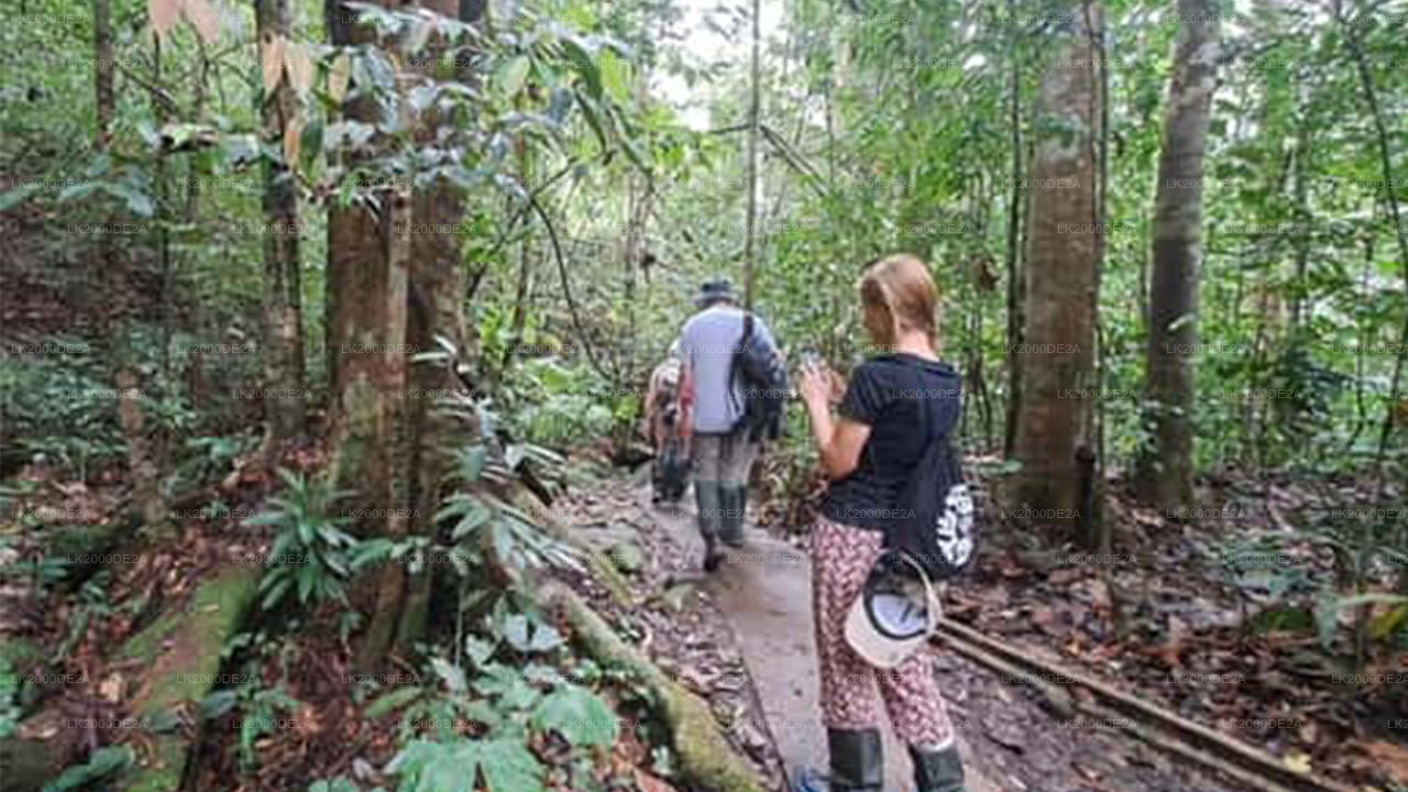 Begeleide rondleiding door het Sinharaja-bosreservaat inclusief toegangskaarten.