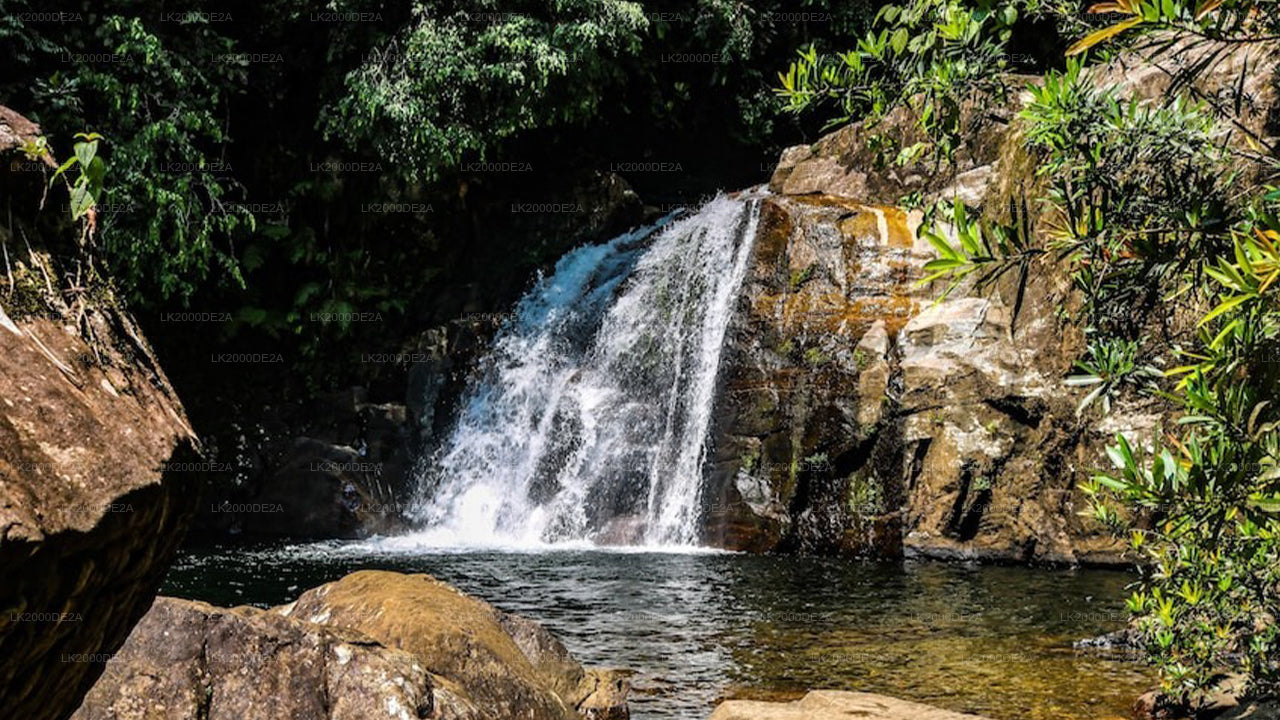 Begeleide rondleiding door het Sinharaja-bosreservaat inclusief toegangskaarten.