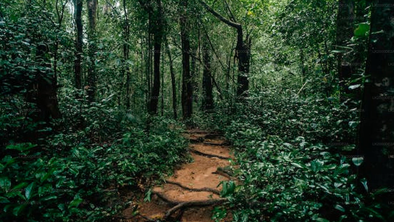 Begeleide rondleiding door het Sinharaja-bosreservaat inclusief toegangskaarten.
