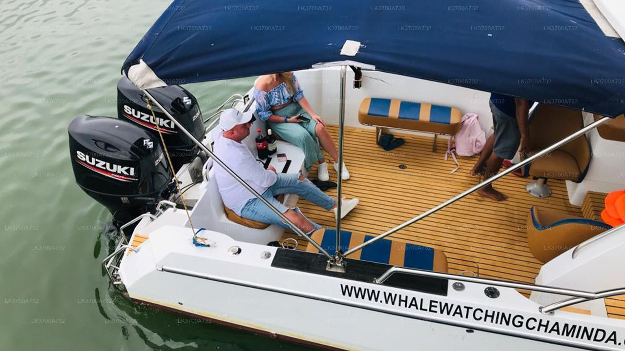 Privé walvisspotten per luxe speedboot vanuit Mirissa