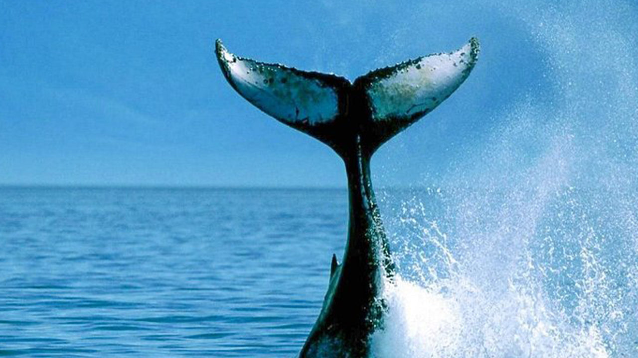 Privé walvisspotten per luxe speedboot vanuit Mirissa