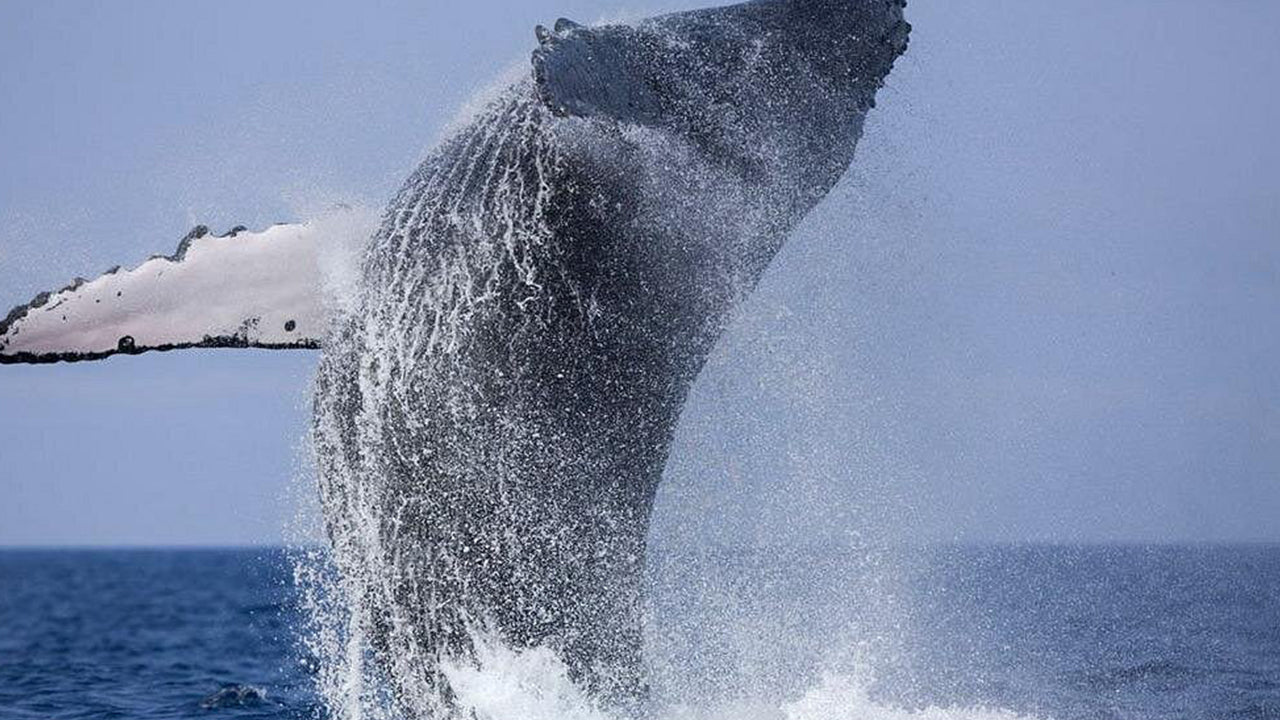 Privé walvisspotten per luxe speedboot vanuit Mirissa