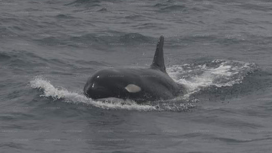 Walvissen spotten per jacht vanuit Trincomalee