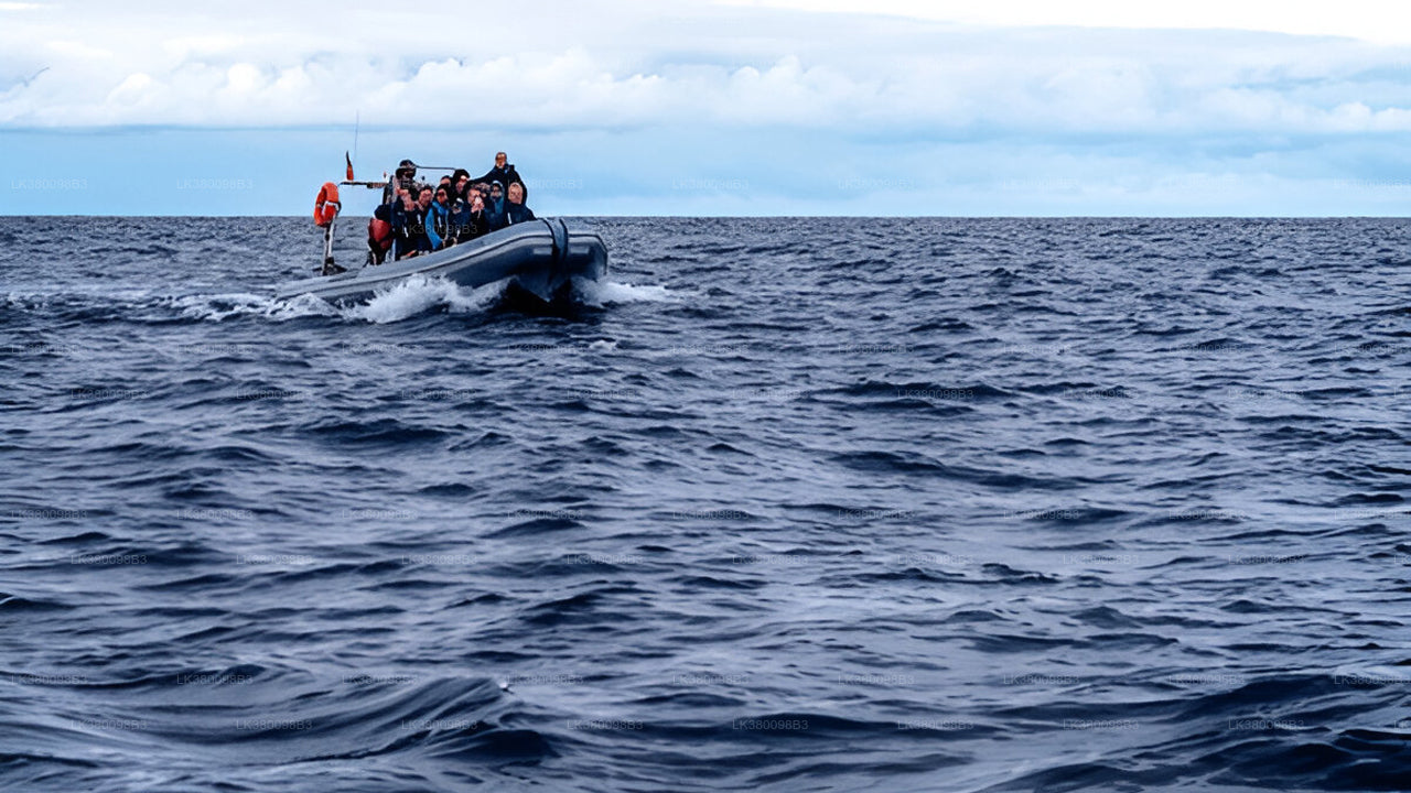 Dolphin Watching Boat Tour from Tangalle