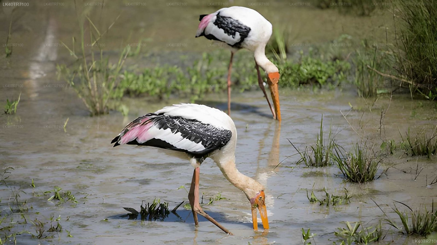 Polonnaruwa and Wasgamuwa Wildlife Safari from Pasikuda