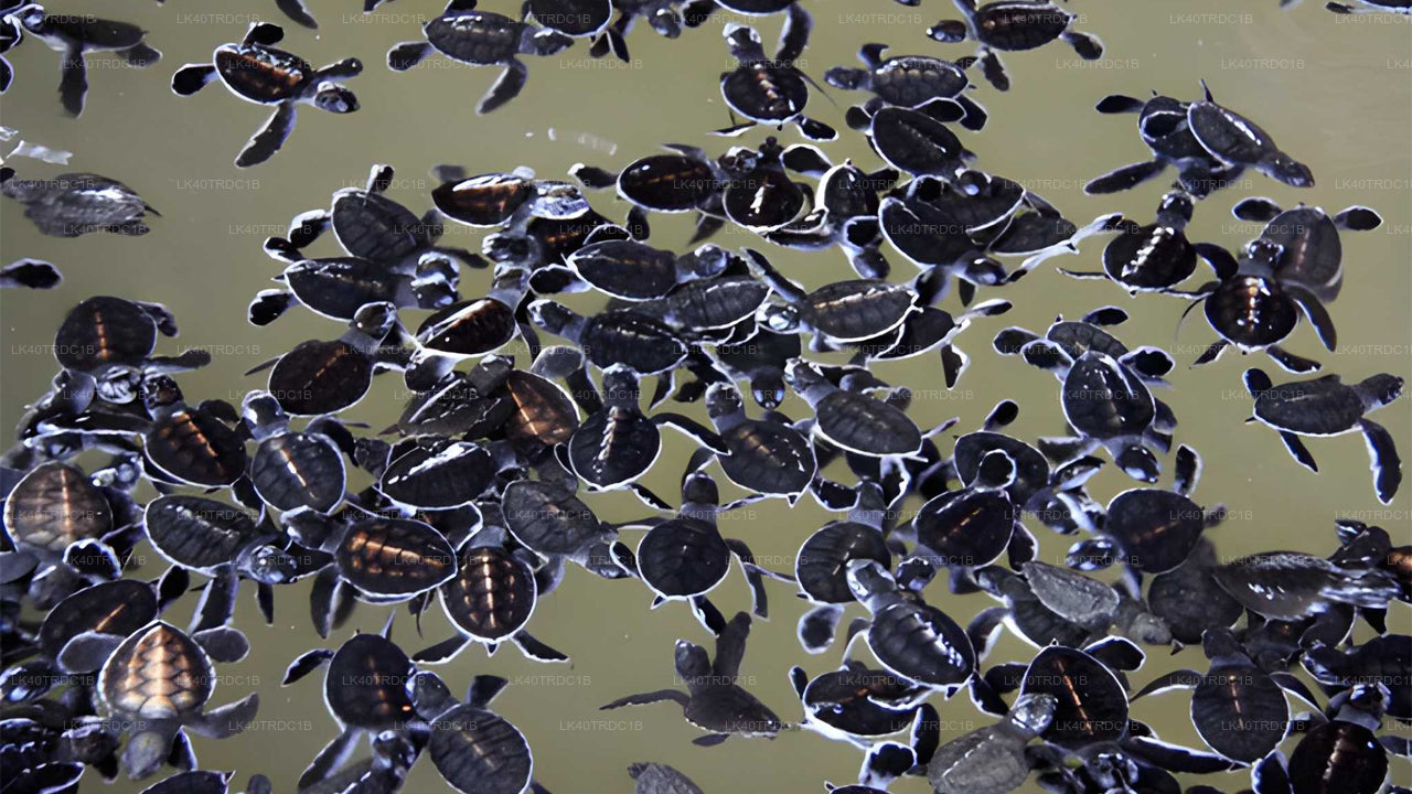 Privétransfer van Negombo naar Hiriketiya met tussenstops voor bezienswaardigheden.