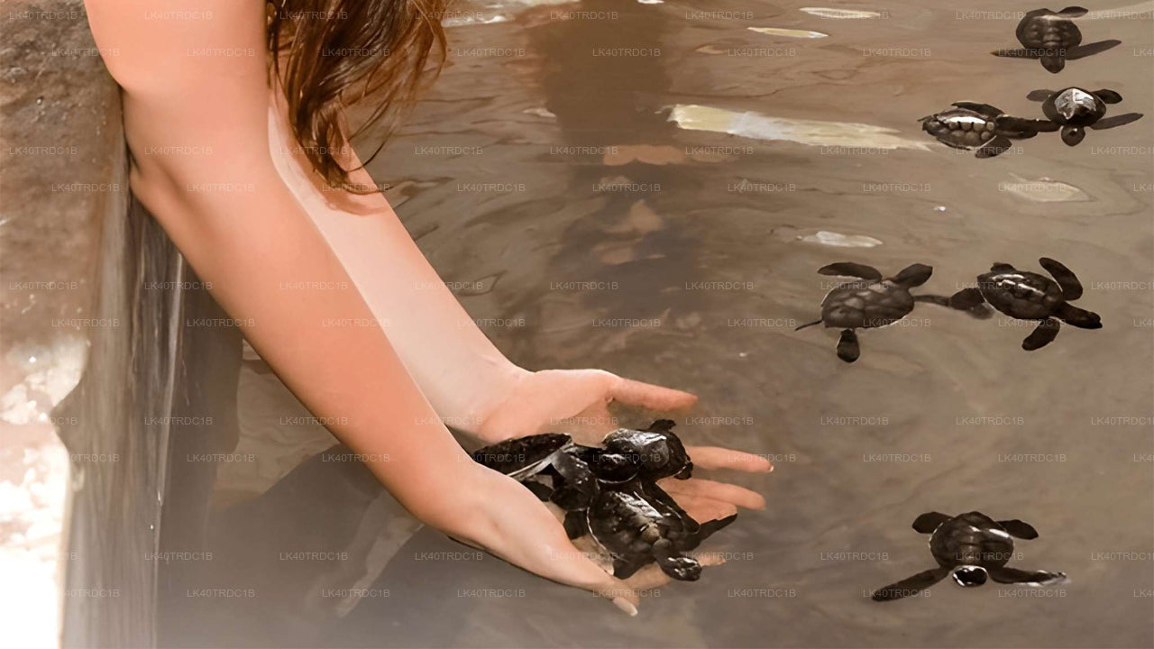 Privétransfer van Negombo naar Hiriketiya met tussenstops voor bezienswaardigheden.