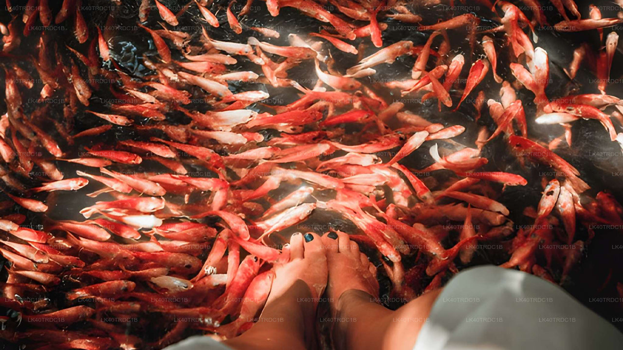 Privétransfer van Negombo naar Hiriketiya met tussenstops voor bezienswaardigheden.