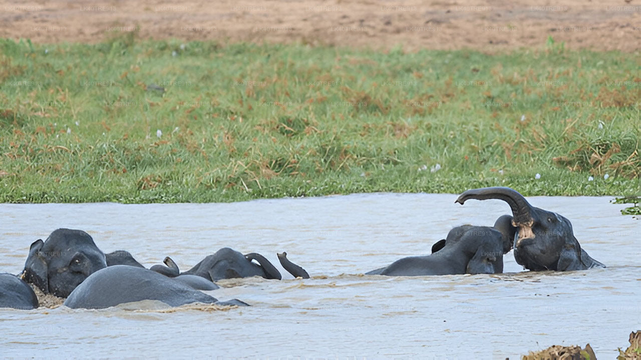 Privétour van Sigiriya naar Kandy met Wasgamuwa Safari