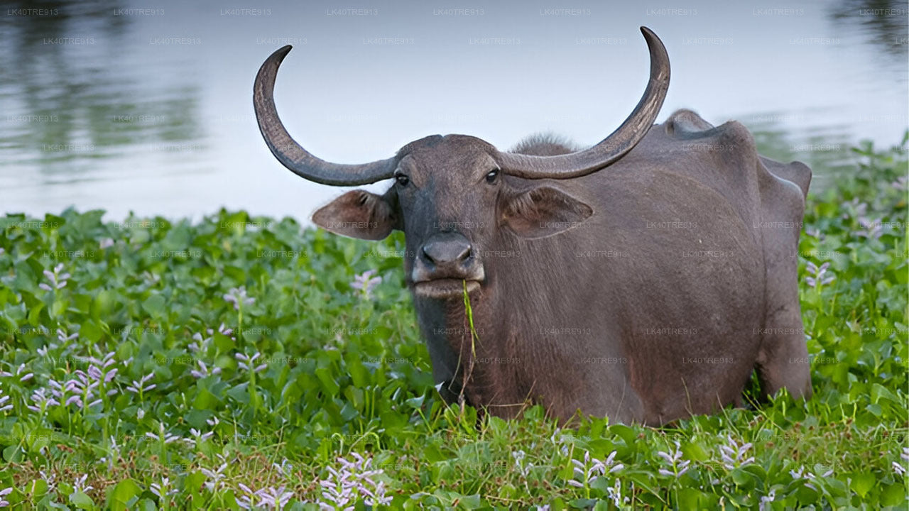 Privétour van Sigiriya naar Kandy met Wasgamuwa Safari