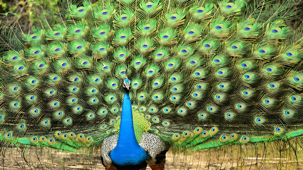 Privétour van Sigiriya naar Kandy met Wasgamuwa Safari